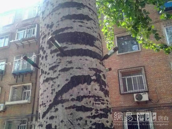 郾城区孟庙镇第一中心小学：多彩绽放呵护成长：kaiyun开云官方在线登录