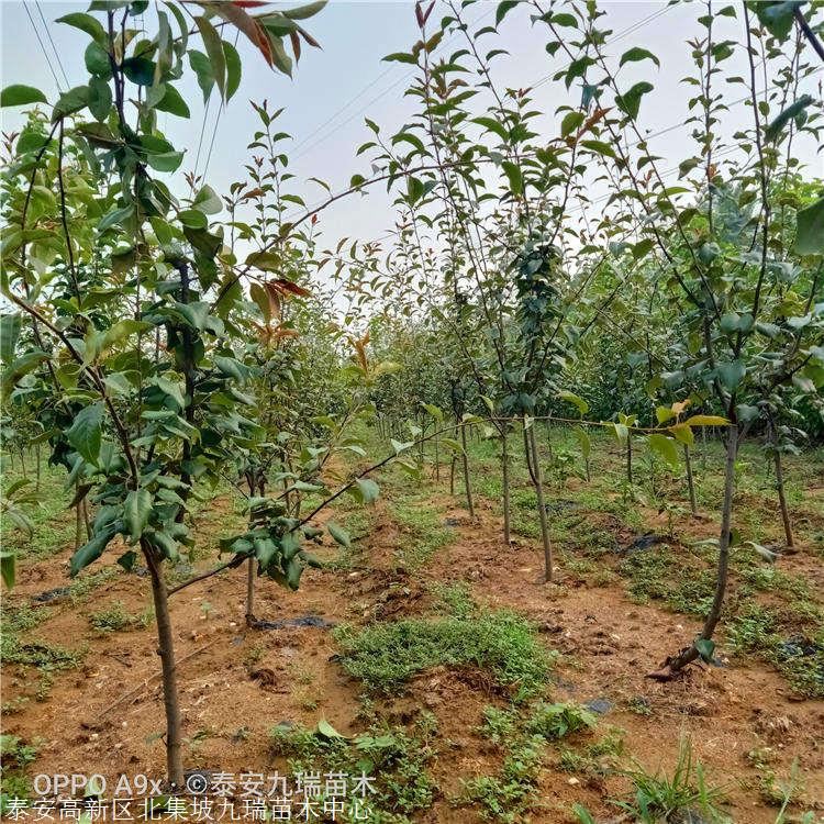 kaiyun开云网页版