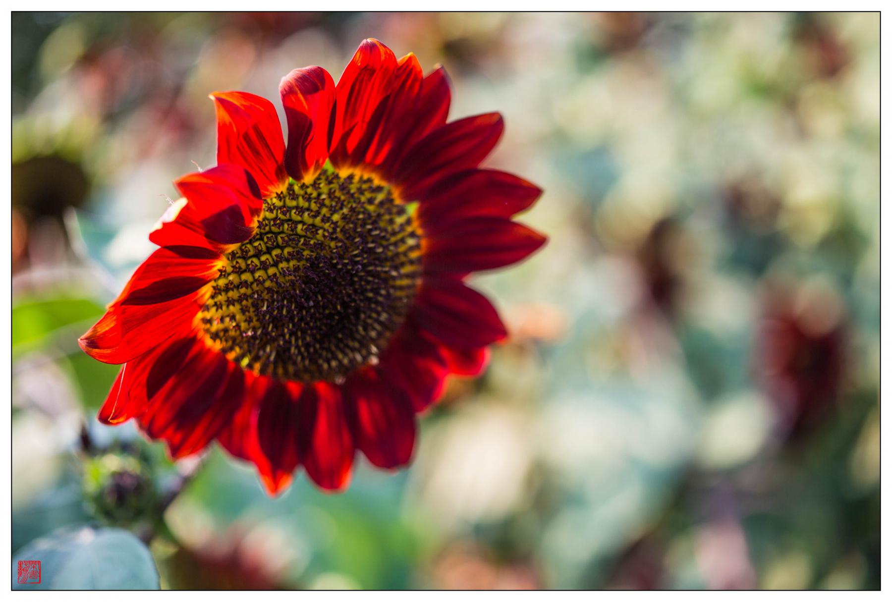 低功耗、延迟的ZIGBEE无线安防系统支持加密更安全‘kaiyun开云网页版’(图3) kaiyun开云官方在线登录