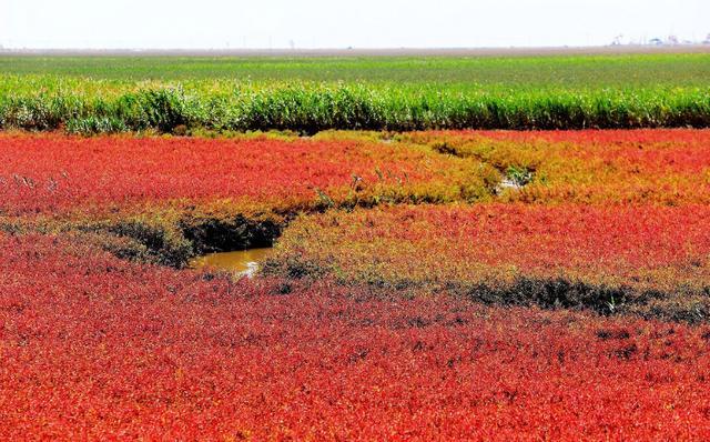 kaiyun开云官方在线登录|家用光疗装置:慢性溃疡患者的福音(图2) kaiyun开云网页版