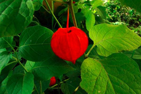 “kaiyun开云官方在线登录”内乡县夏馆初中：“四个到位”做细学期末扶贫工作