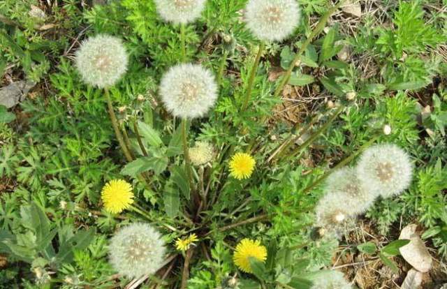 2016广州培英实验中学招生简章-广州小升初|kaiyun开云网页版